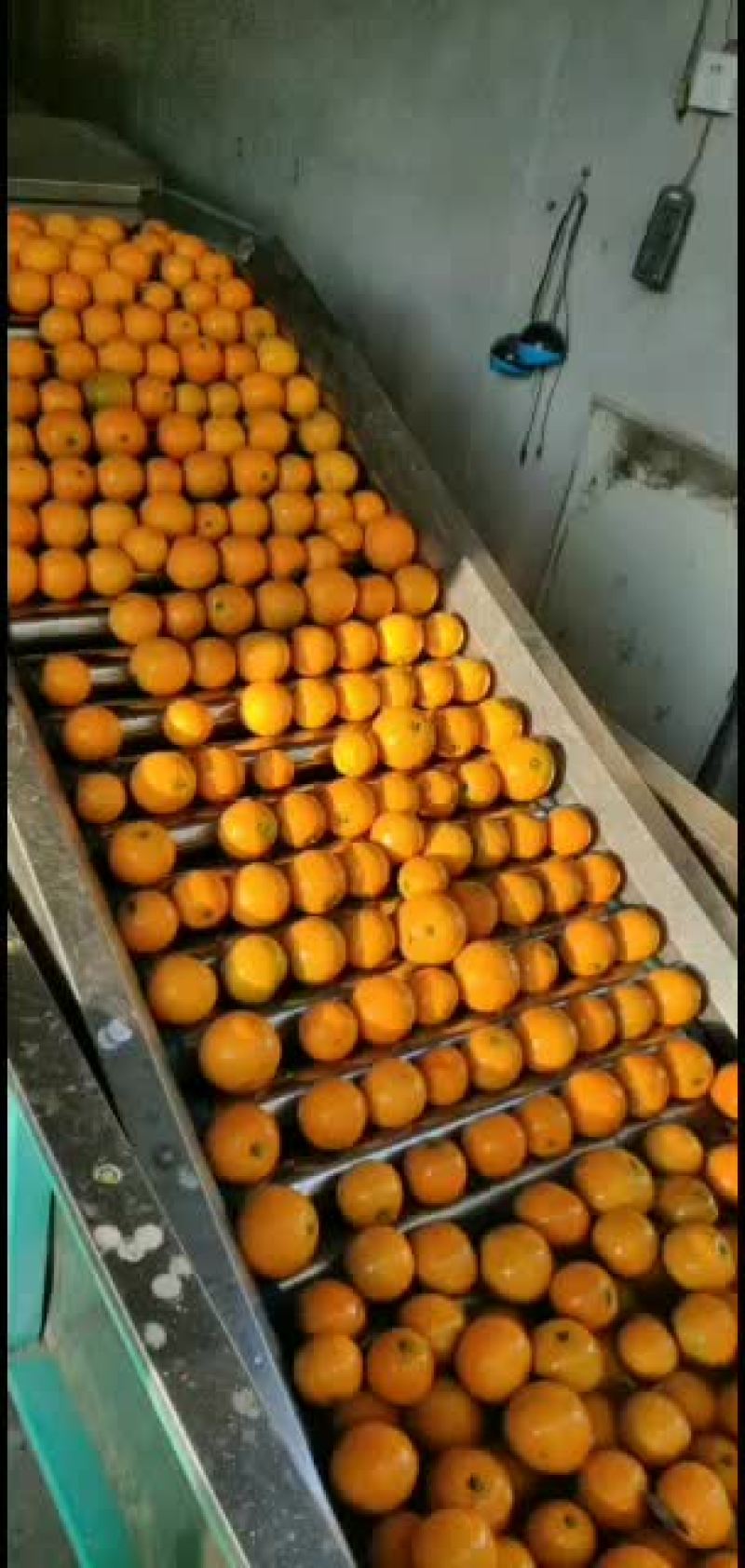 永兴冰糖橙农业合作社
