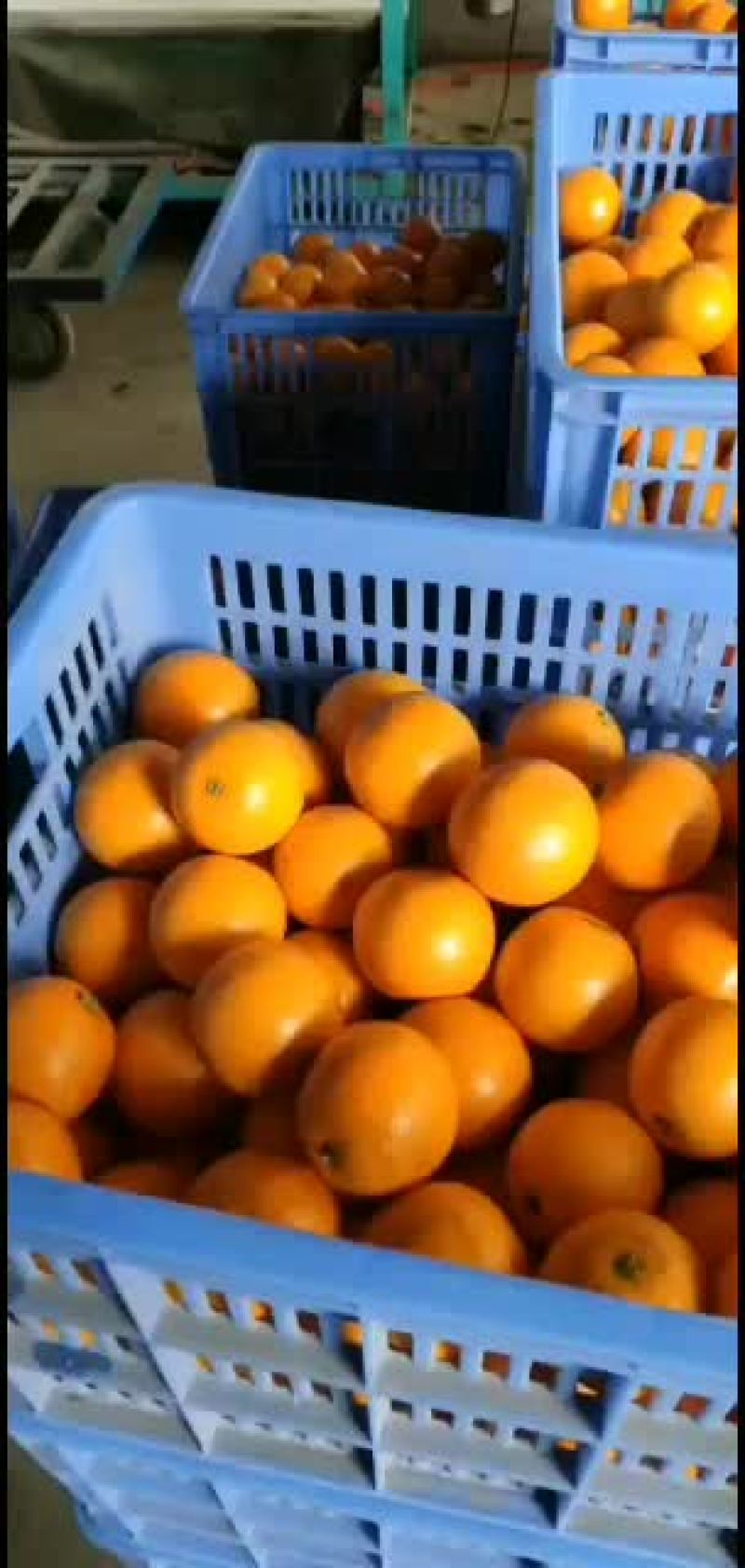永兴冰糖橙农业合作社