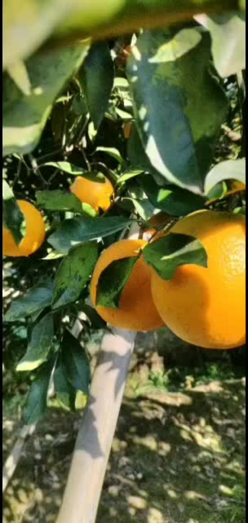 永兴冰糖橙农业合作社