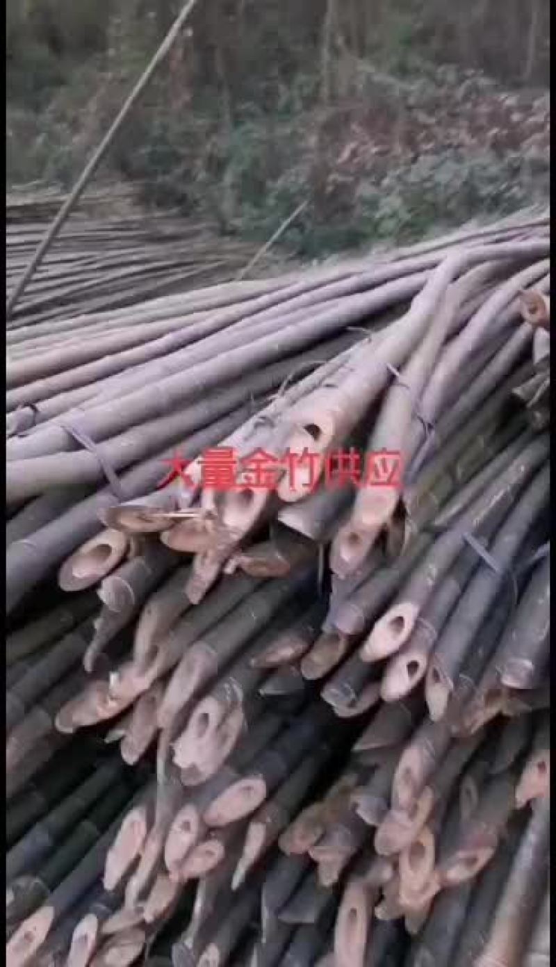 大量金竹供应，专业砍伐