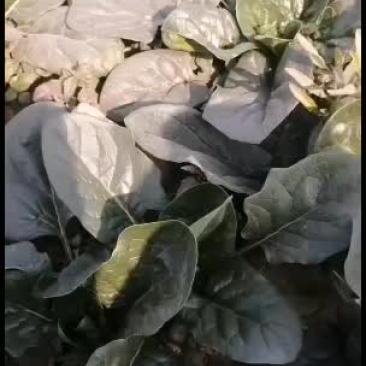 菠菜，大量上市了，大叶，小叶，都有货