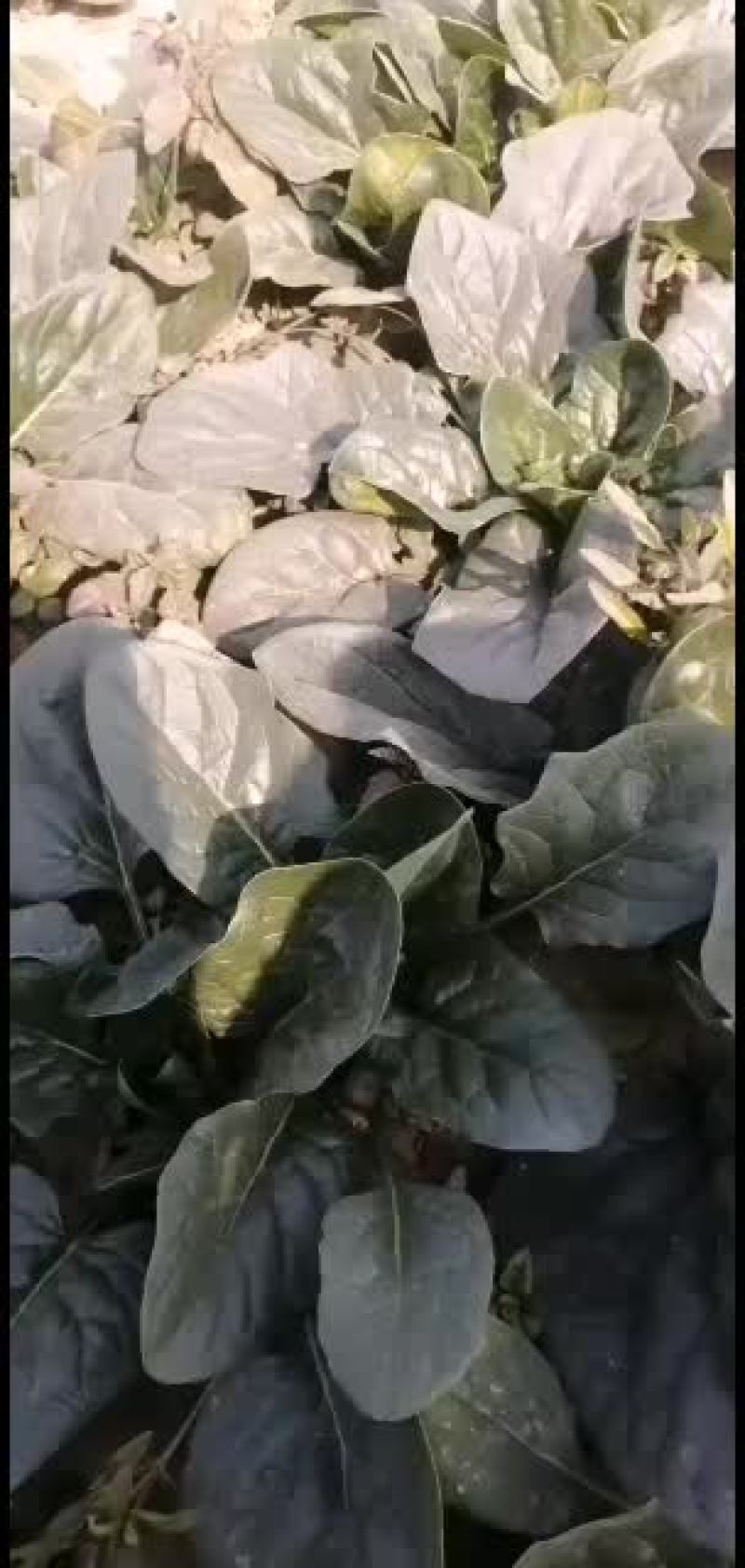菠菜，大量上市了，大叶，小叶，都有货