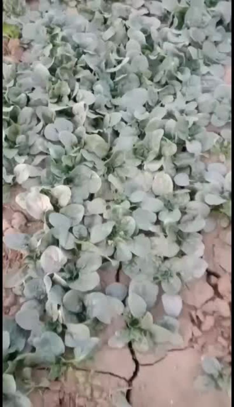 菠菜，大量上市了，大叶，小叶，都有货