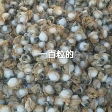 全贝扇贝肉自己养殖自己加工