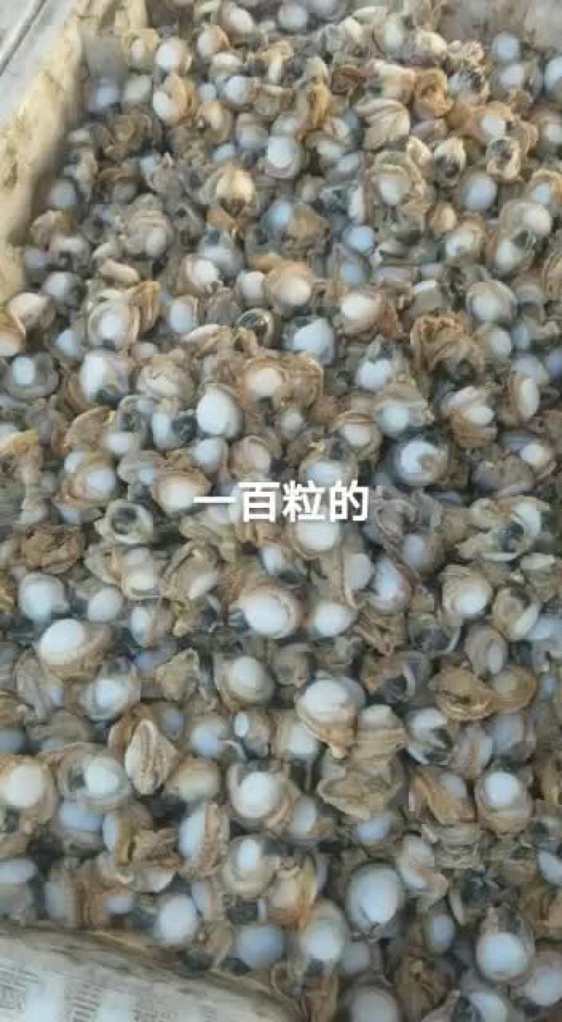 全贝扇贝肉自己养殖自己加工
