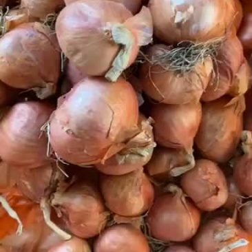 齐齐哈尔毛葱质量嘎嘎的