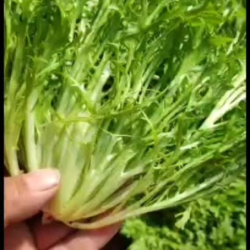 精品苦菊批发苦菊大量上市高端品质货量巨大日供万斤以上