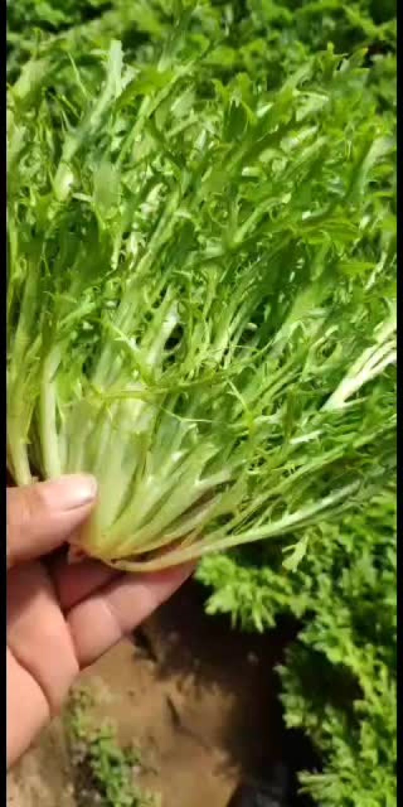 精品苦菊批发苦菊大量上市高端品质货量巨大日供万斤以上