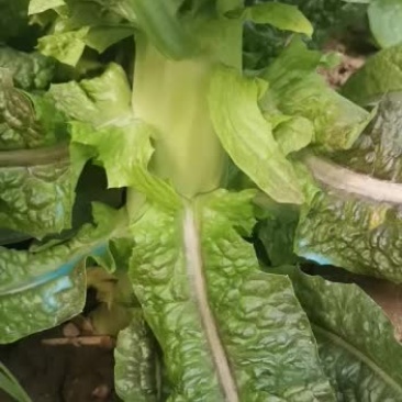 红叶香莴笋精品量大优先