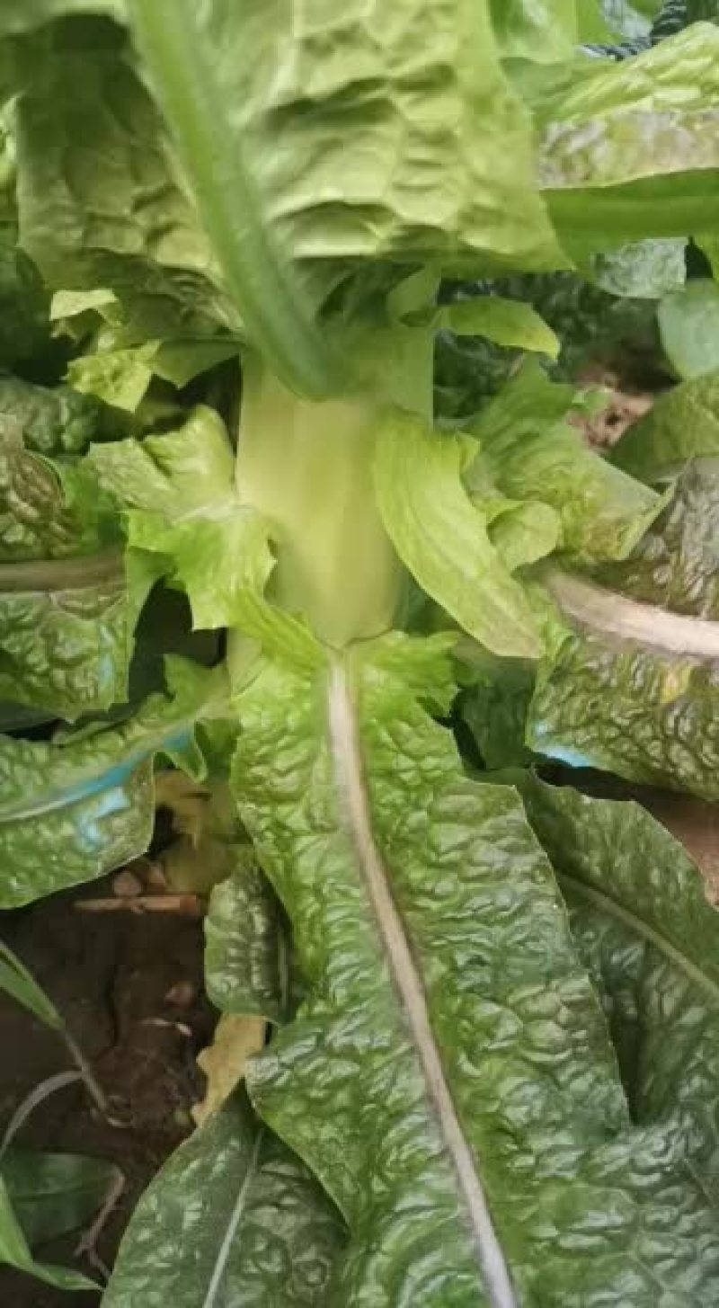 红叶香莴笋精品量大优先