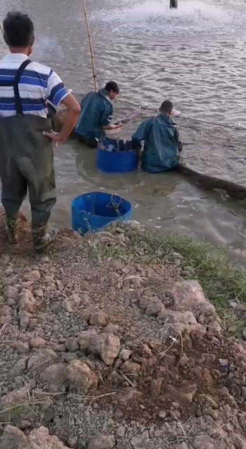 每天都有大量鸭嘴鱼上市，秋冬季好运输