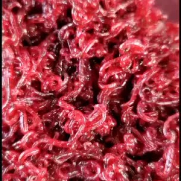 大小红虫，公母都有，需要联系