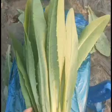 精品油麦菜，大量精品上市