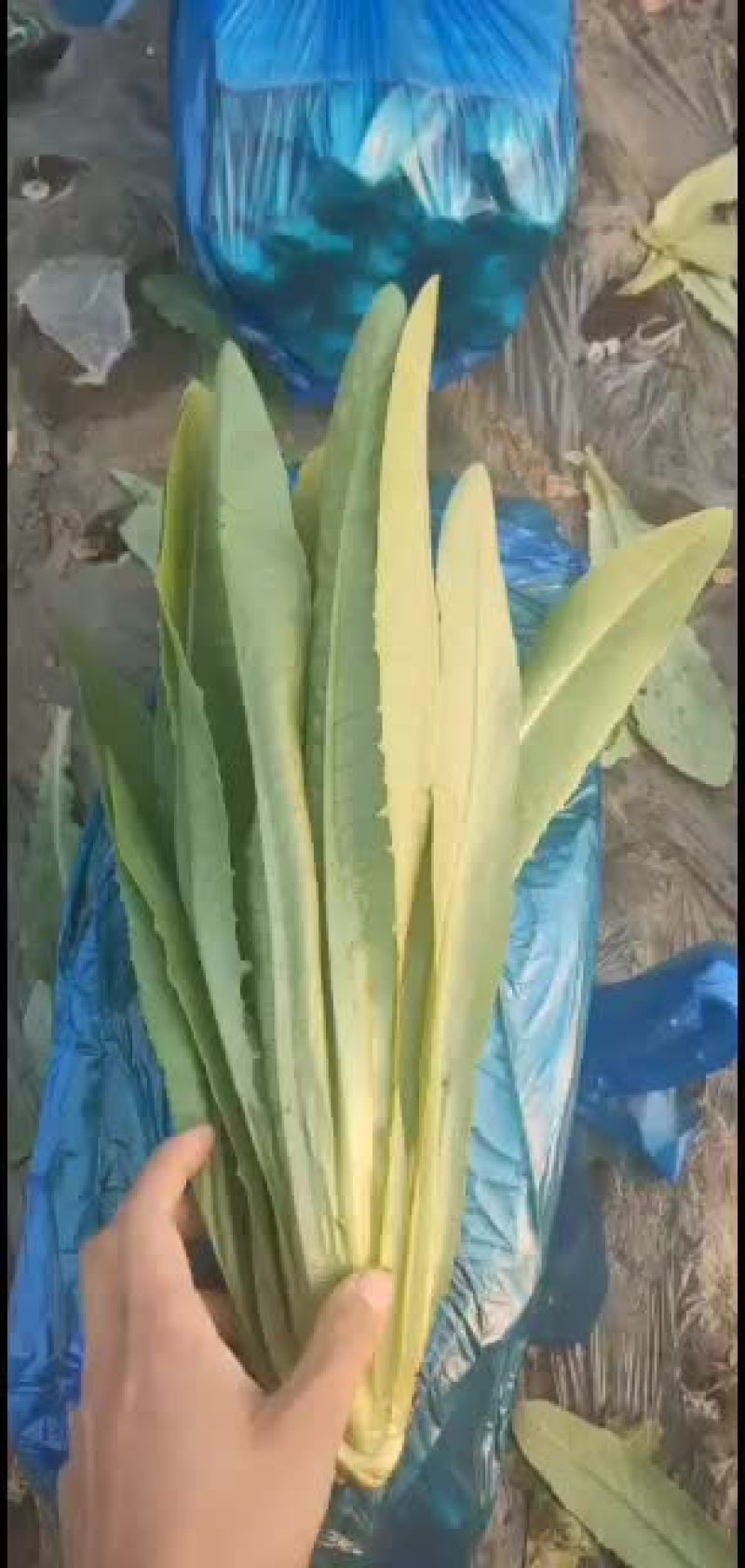 精品油麦菜，大量精品上市