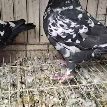 雪花色青年元宝鸽子一对两个月大