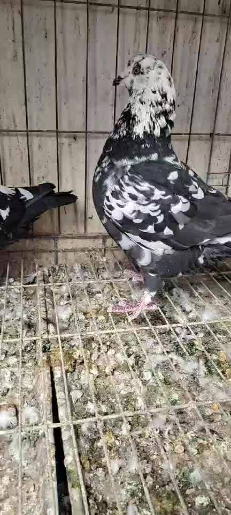 雪花色青年元宝鸽子一对两个月大