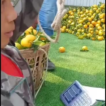 走货了，椪柑大量出货了。有须要请连糸我