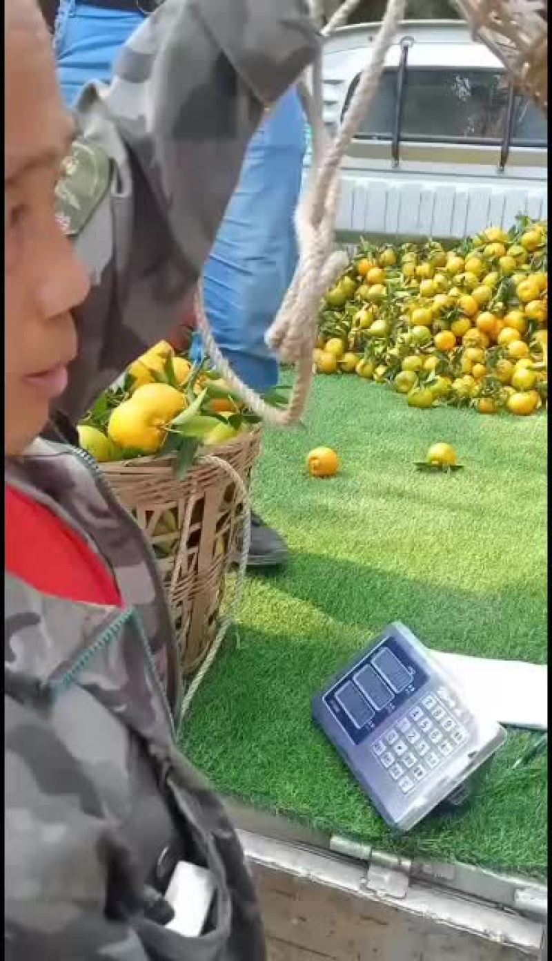 走货了，椪柑大量出货了。有须要请连糸我
