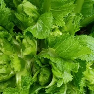 精品儿菜千亩基地品质保证支持视频验货诚信基地直发！