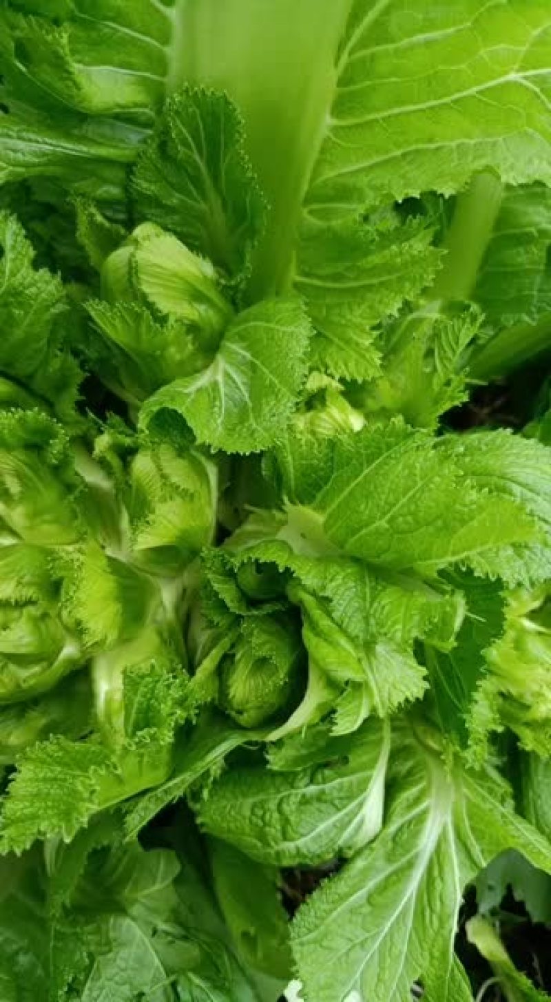 精品儿菜千亩基地品质保证支持视频验货诚信基地直发！