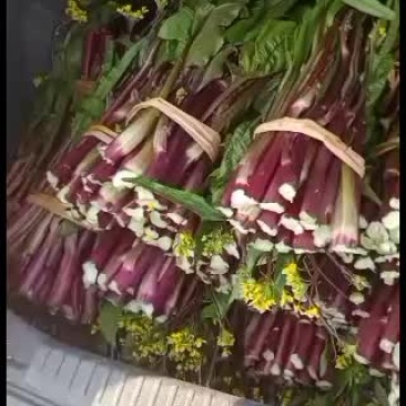本地红油菜大量上市，