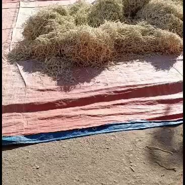 广西横县干木瓜丝，一手货源，量大从优，欢迎实地考察