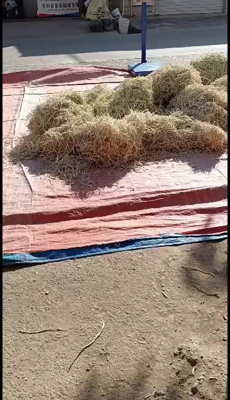 广西横县干木瓜丝，一手货源，量大从优，欢迎实地考察