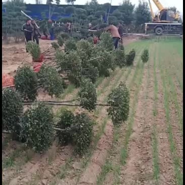大量出售各种规格小叶女贞造型