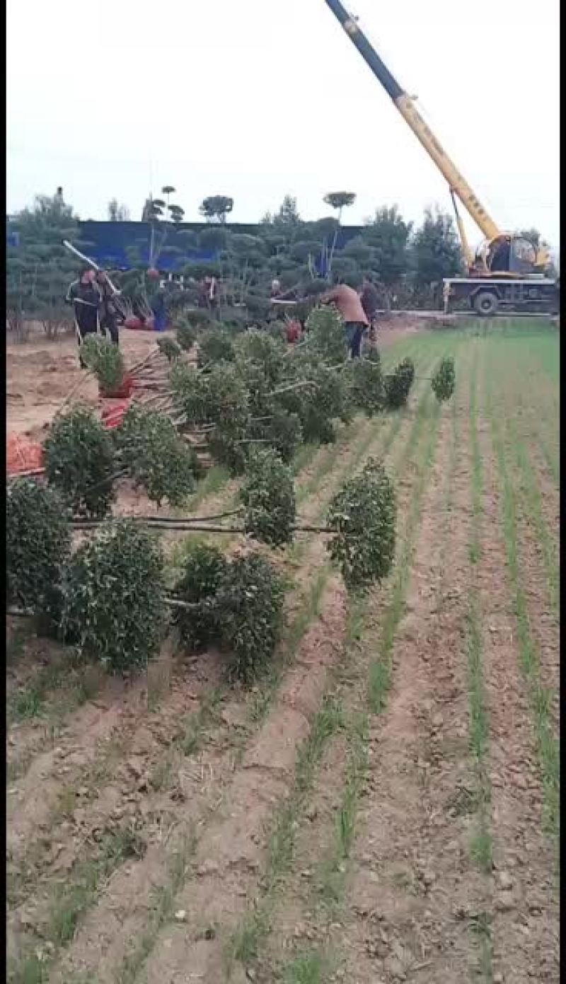 大量出售各种规格小叶女贞造型