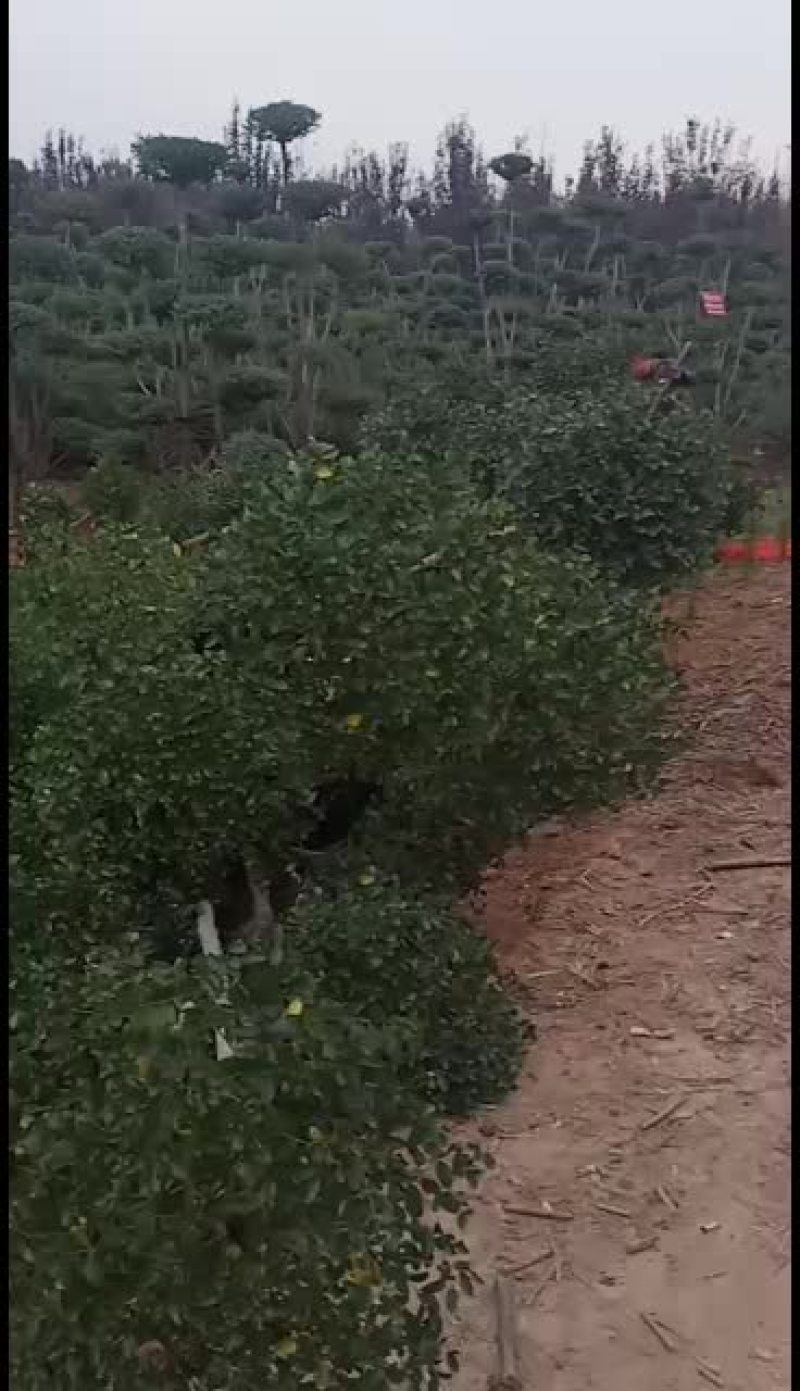 大量出售各种规格小叶女贞造型