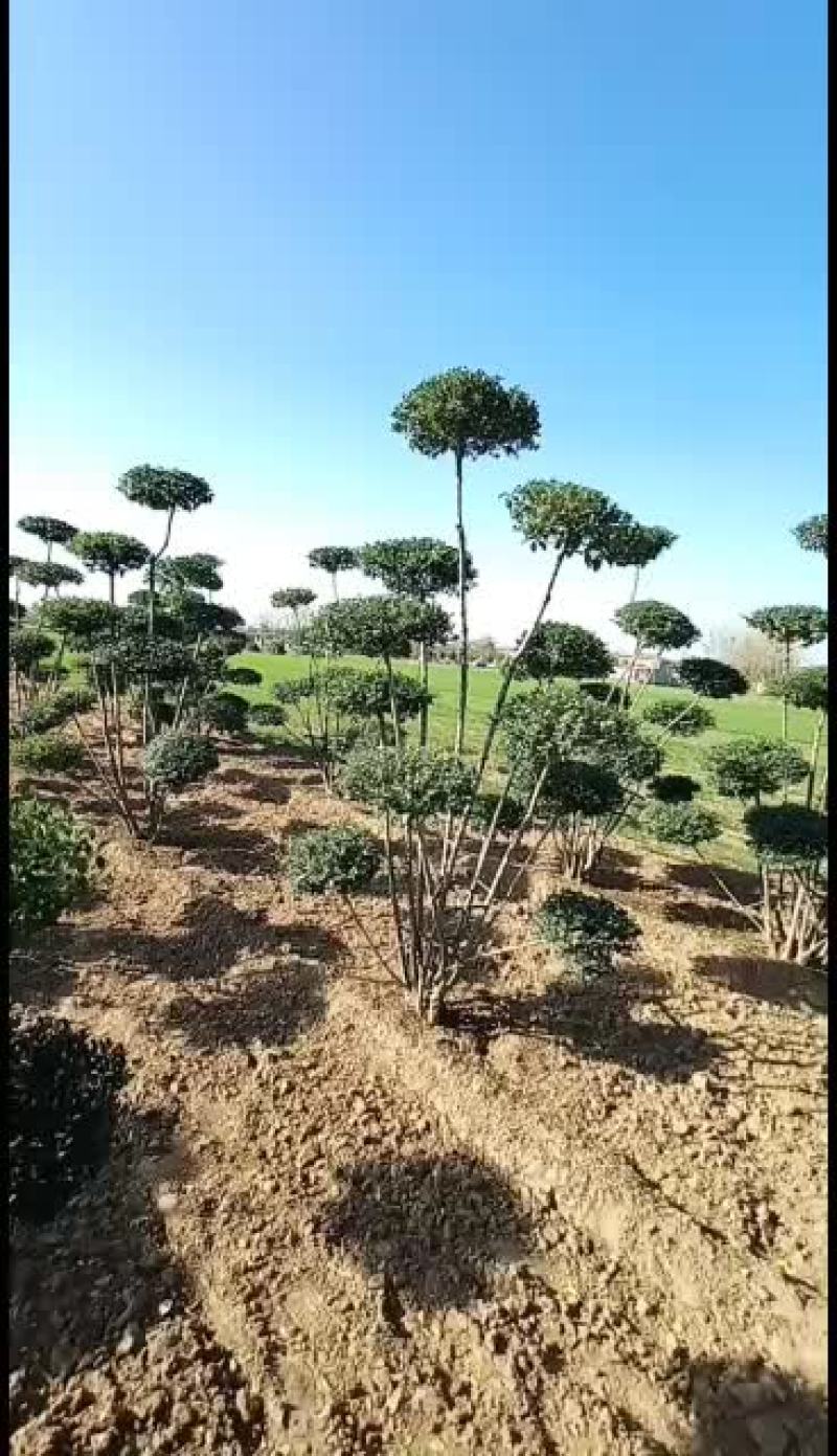 大量出售各种规格小叶女贞造型