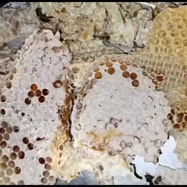纯野花蜜，冬蜜出售价格美丽