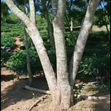 精品三杆原生冠蓝花楹