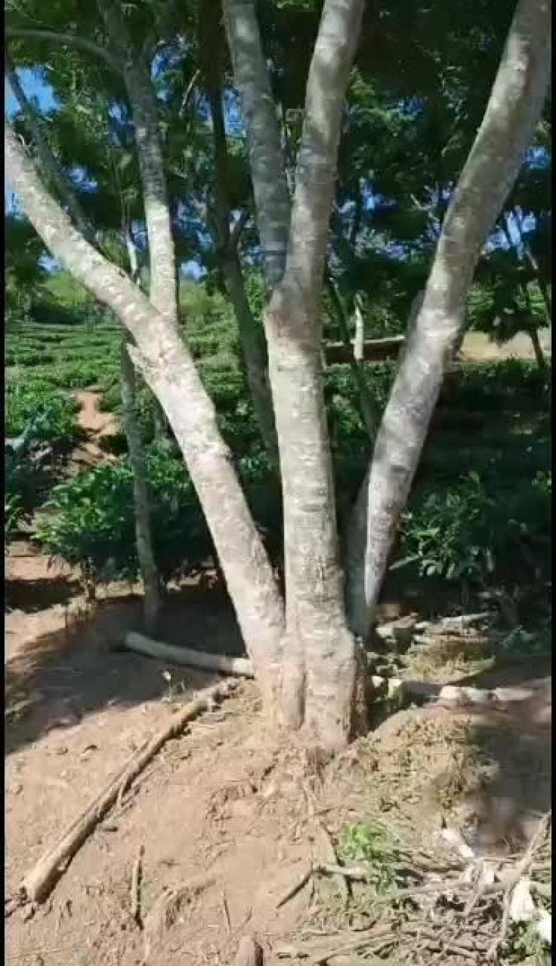精品三杆原生冠蓝花楹