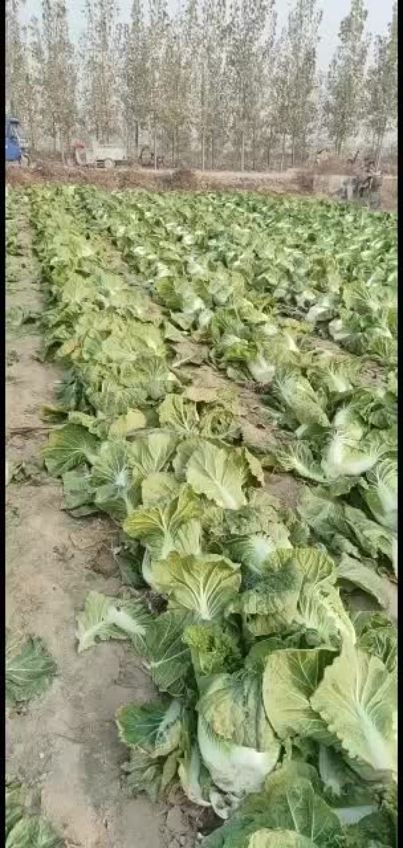 昌黎黄心白菜大量上市欢迎各位老板