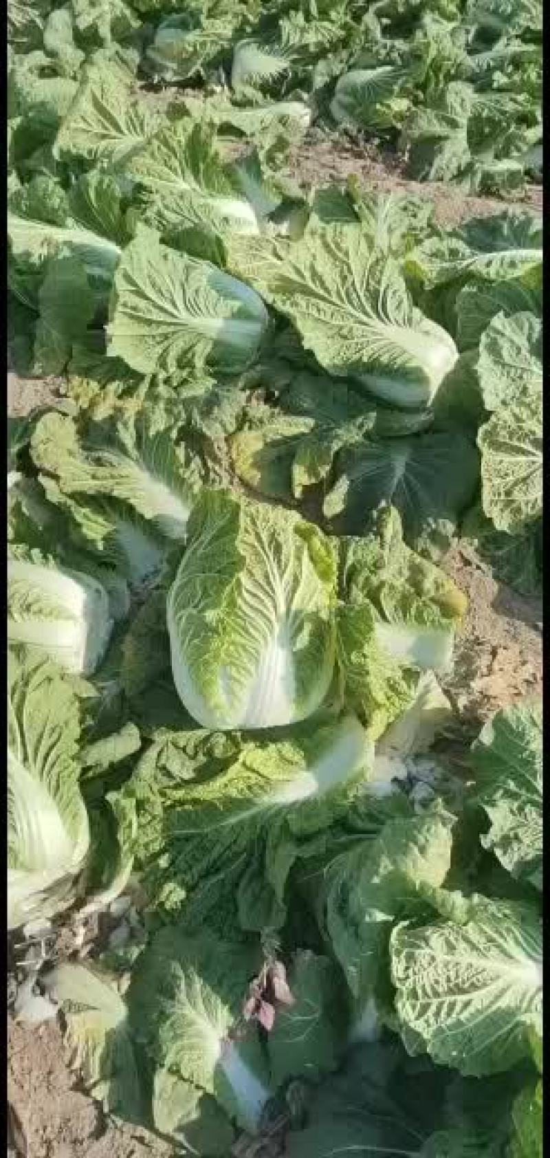昌黎黄心白菜大量上市欢迎各位老板