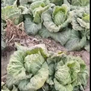 昌黎黄心白菜大量上市欢迎各位老板