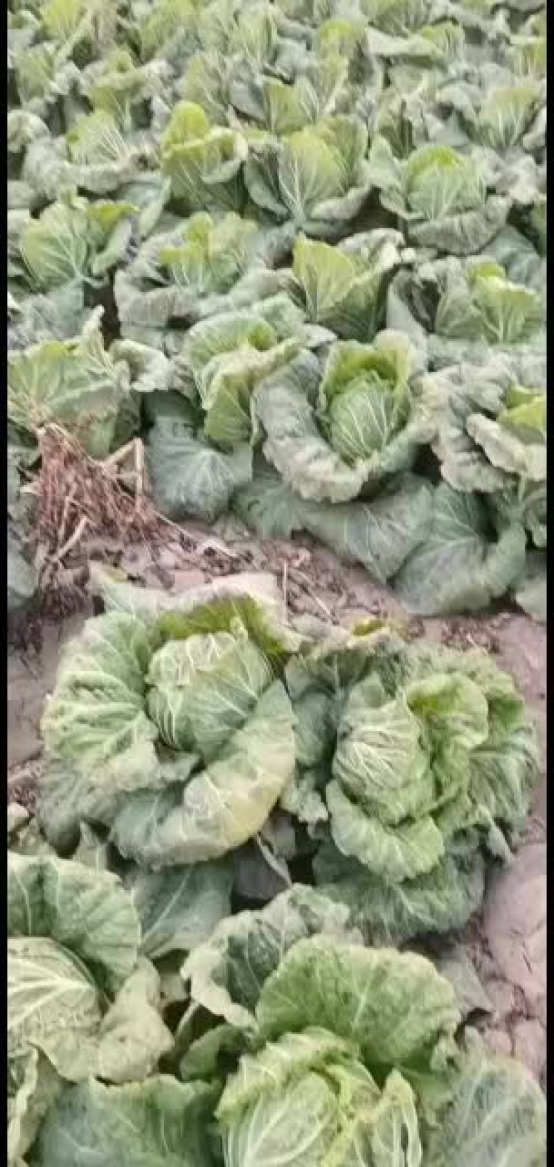 昌黎黄心白菜大量上市欢迎各位老板