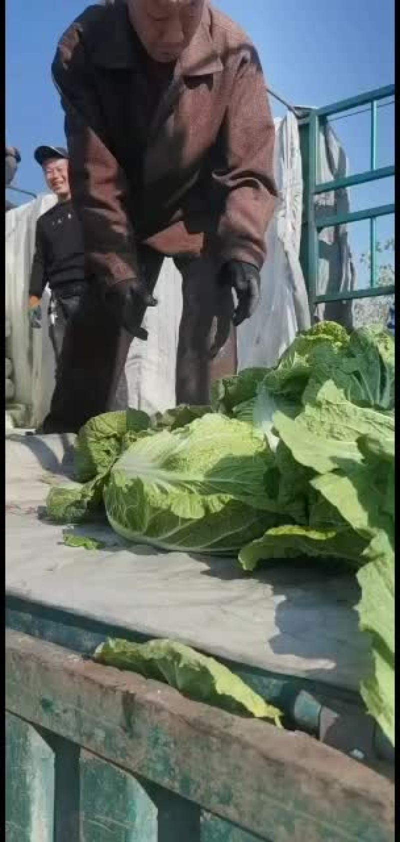 昌黎黄心白菜大量上市欢迎各位老板