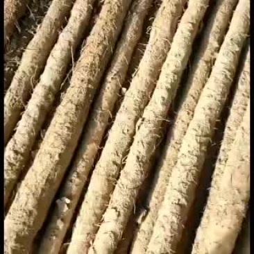 精品麻山药紫药种植基地