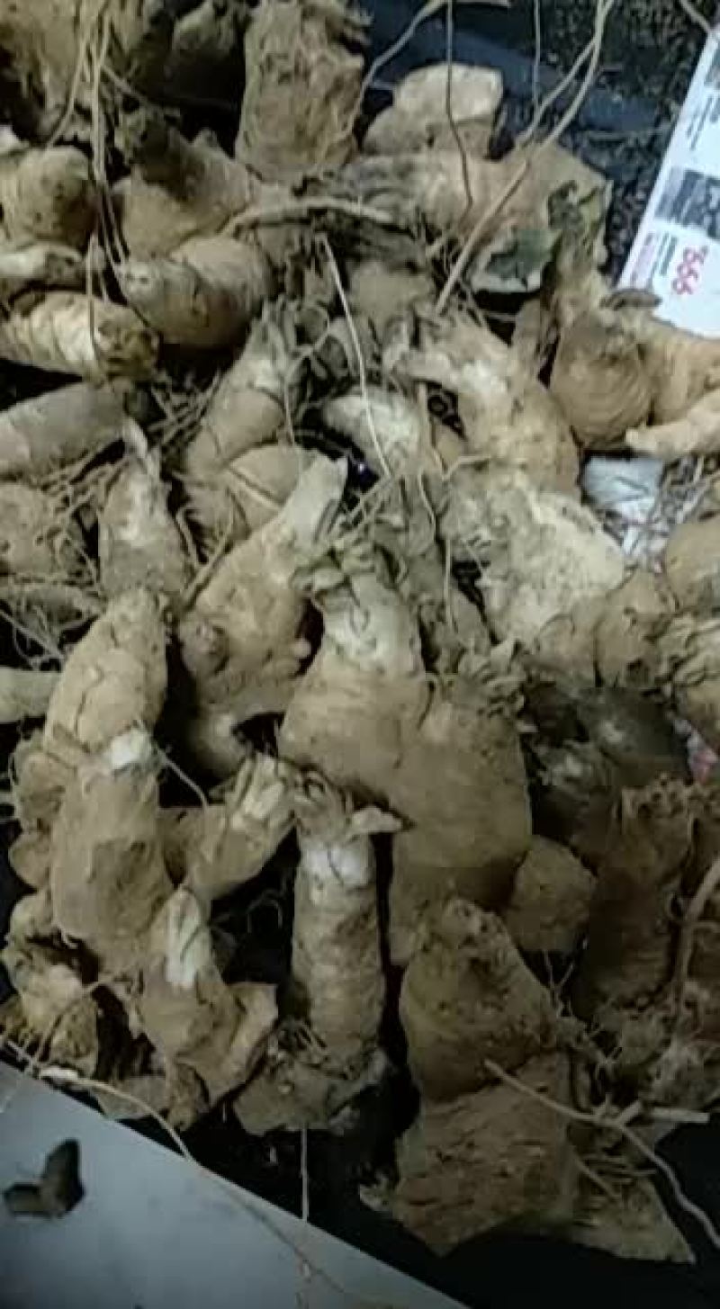 供应新品种优质玄参芽