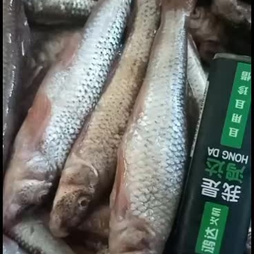 东北穿丁子鱼肉多刺少