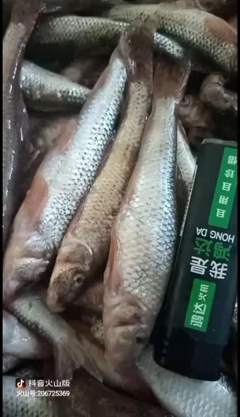 东北穿丁子鱼肉多刺少