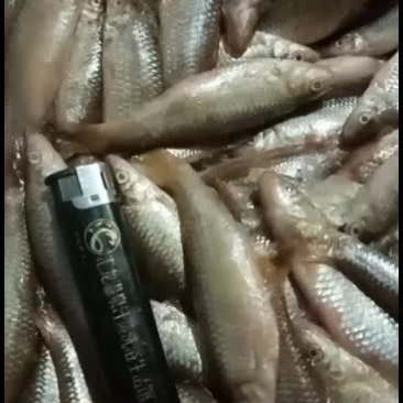 大麦穗鱼东北神鱼就冬天有