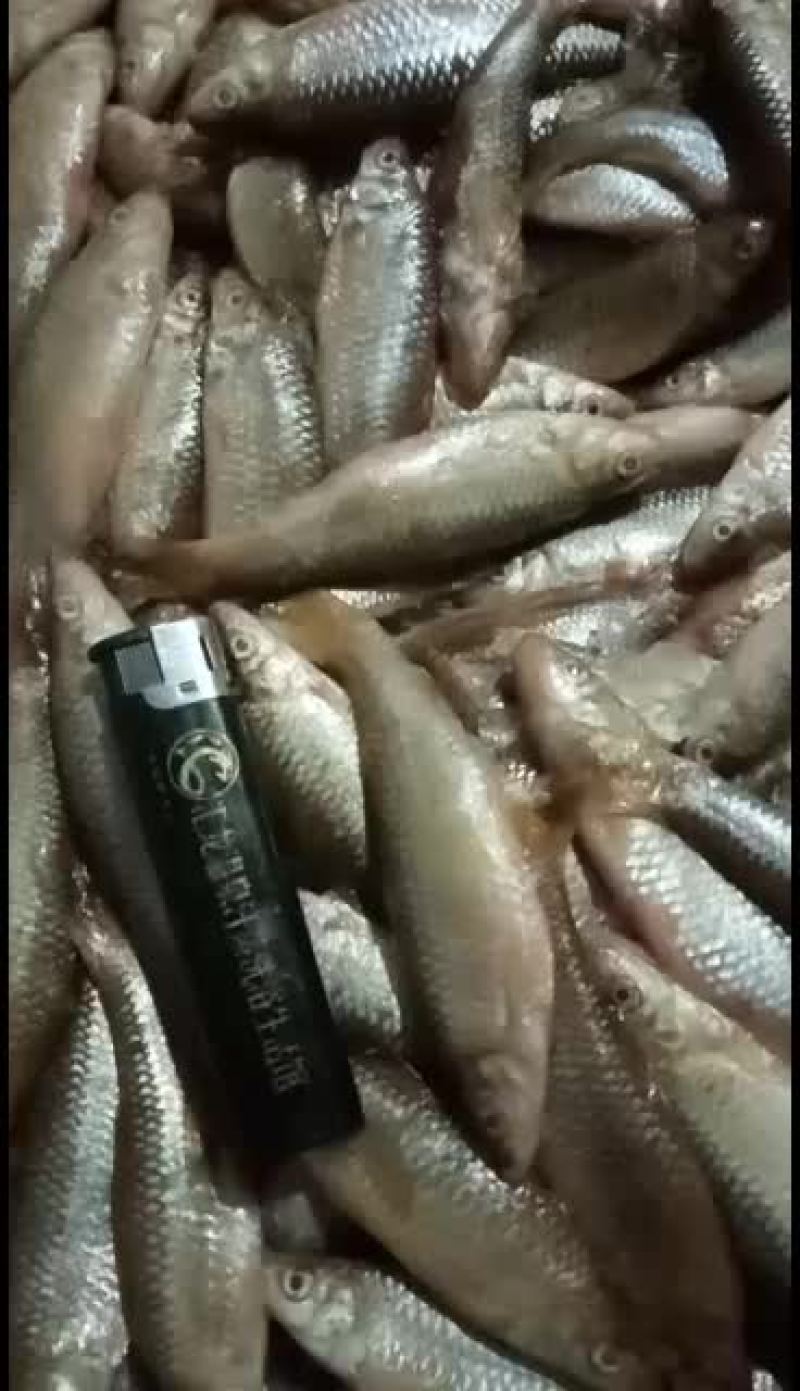大麦穗鱼东北神鱼就冬天有