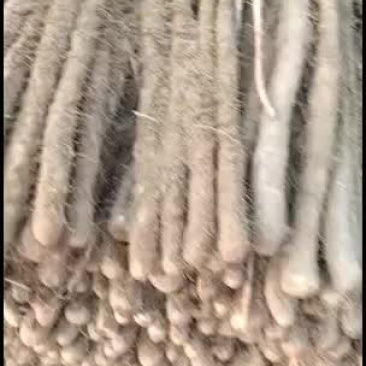 需要铁棍山药联系我自己家里种的
