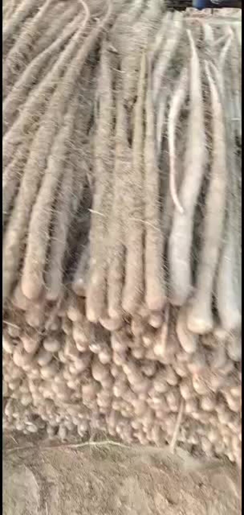 需要铁棍山药联系我自己家里种的