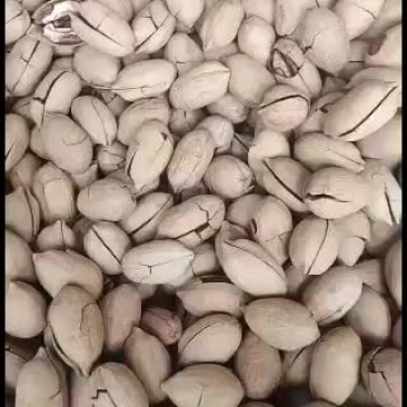 碧根果大歪头芽子新加工的。现货。