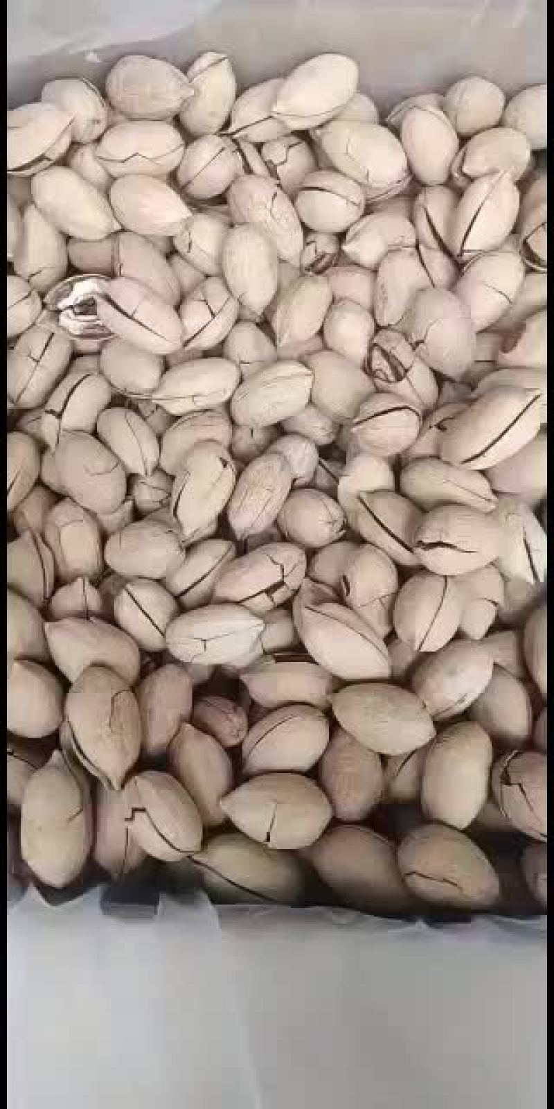 碧根果大歪头芽子新加工的。现货。