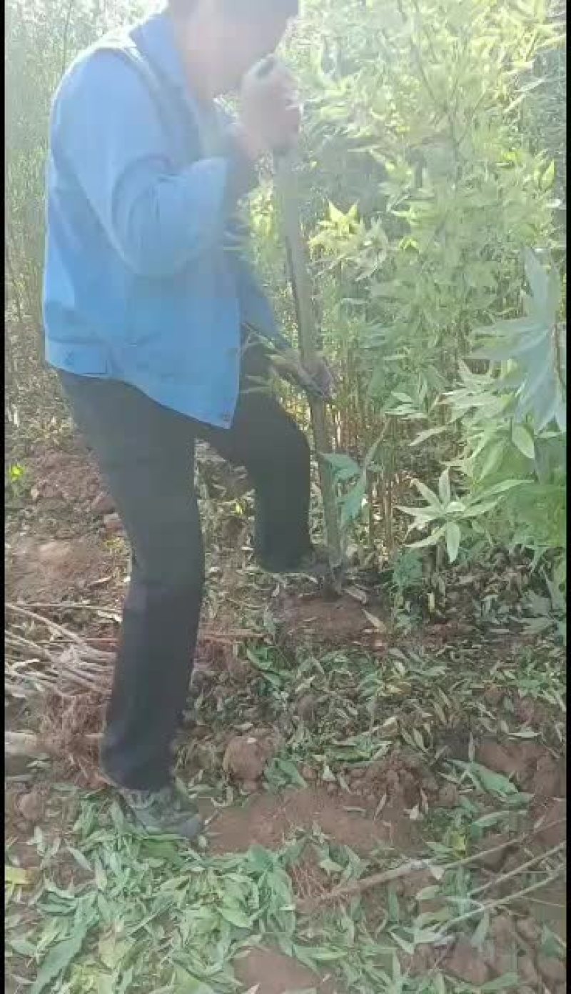 坚果苗，美国大杏仁树苗，巴旦木树苗